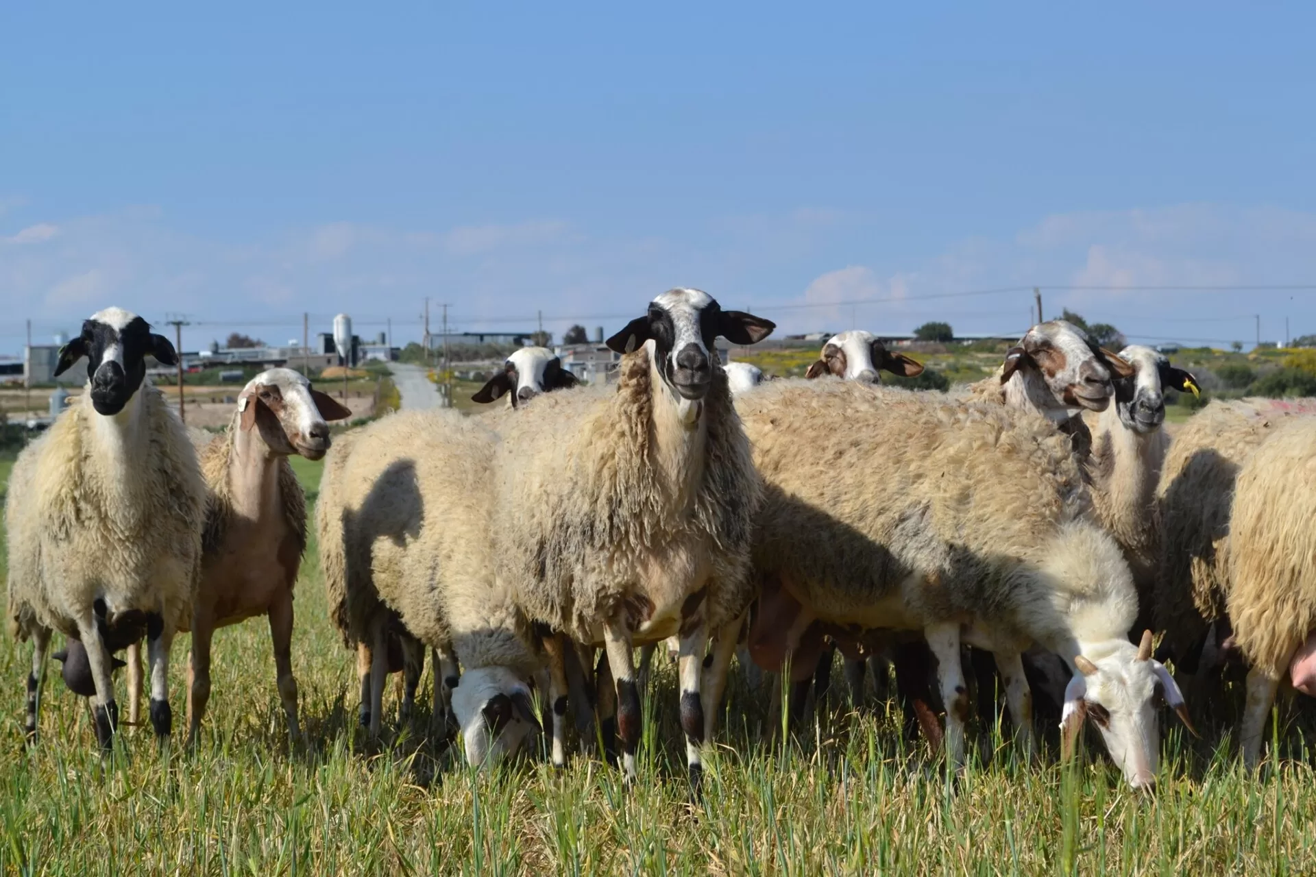 O Pappous Bio Farm - Chios