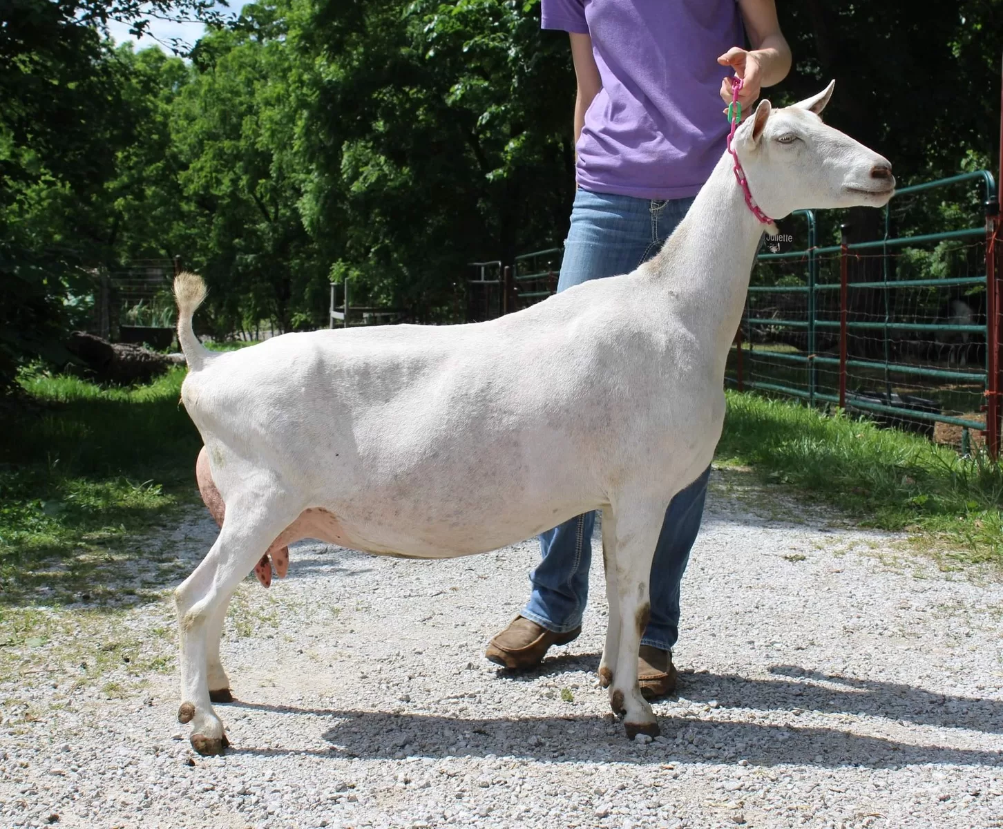 O Pappous Bio Farm - Saana Goat